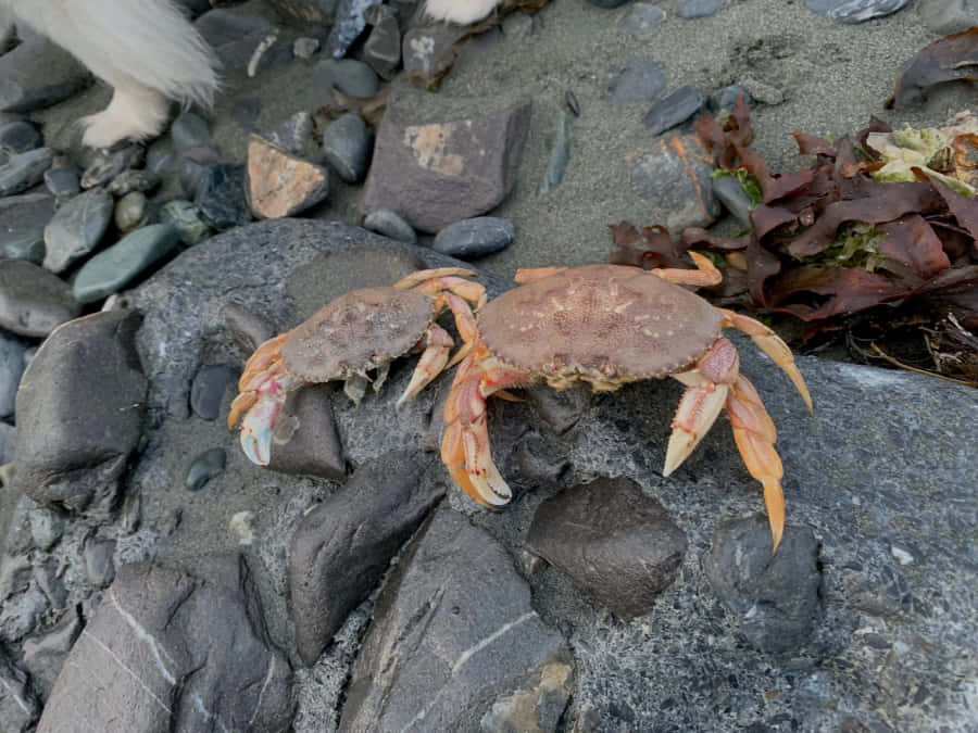 Kustkrabbor på klippor