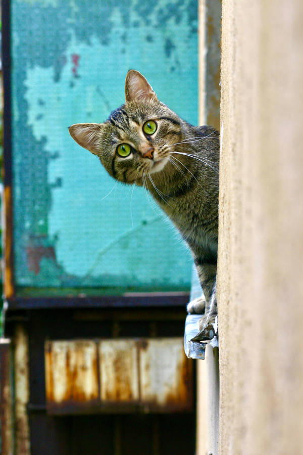 Download Peeking Cute Tabby Cat Pfp Wallpaper