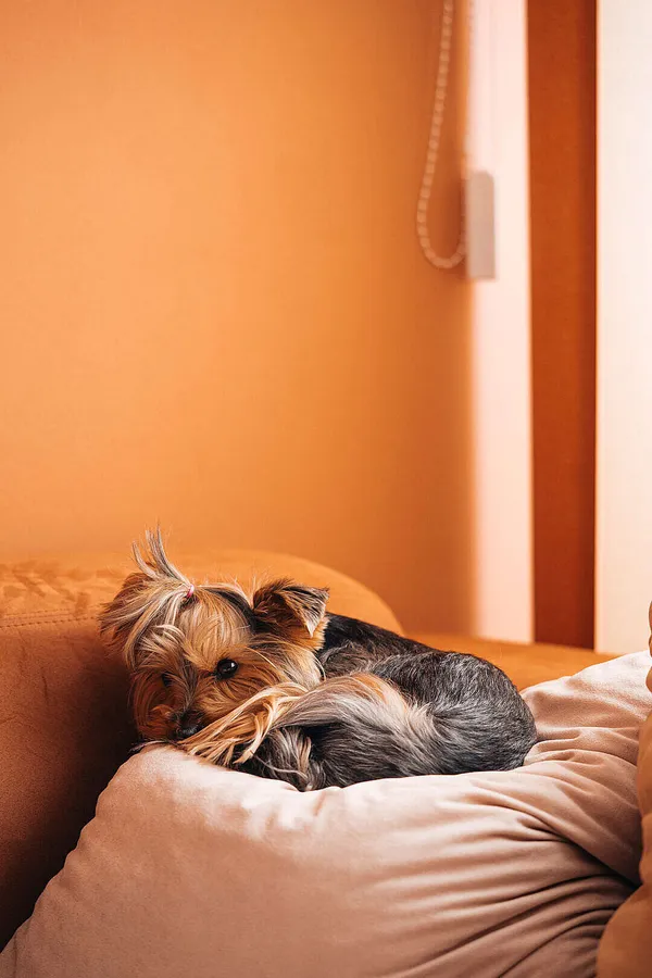 Chill Iphone Dog Relaxing On A Pillow