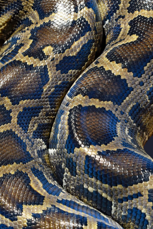 Python