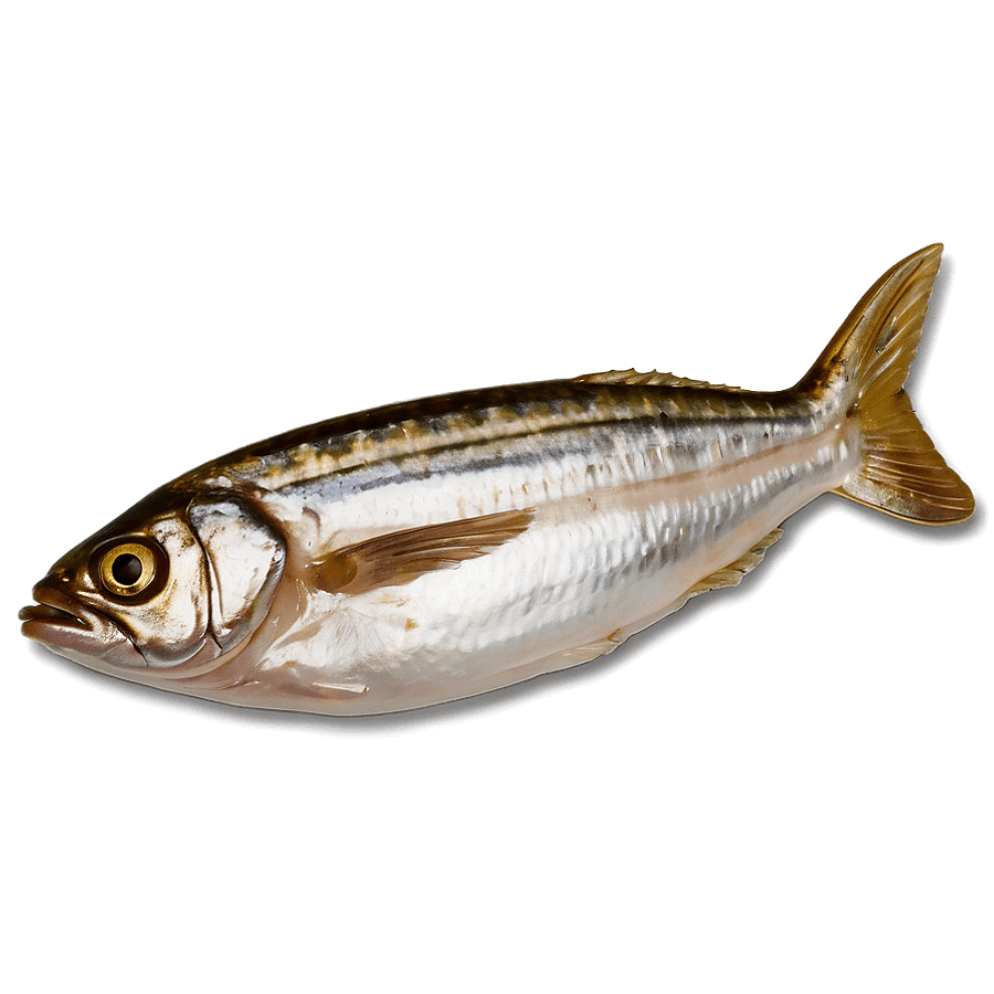 Sardine Meal PNG 34
