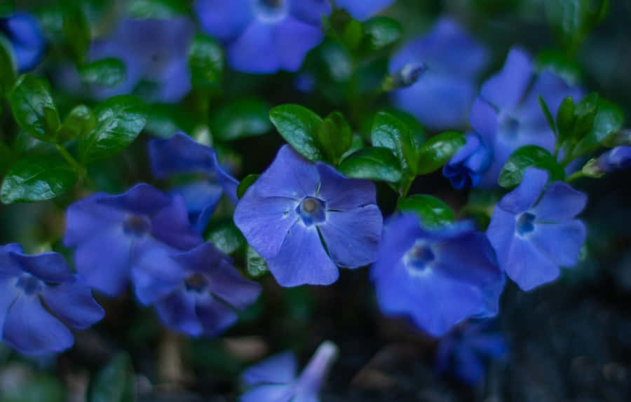 Periwinkle Background