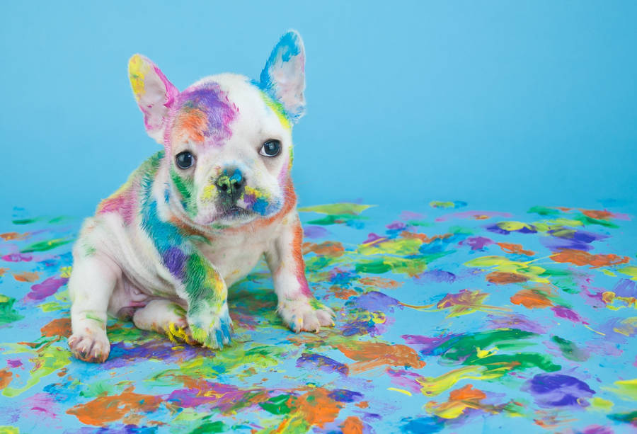 Download Pet Dog With Messy Paint Wallpaper | Wallpapers.com