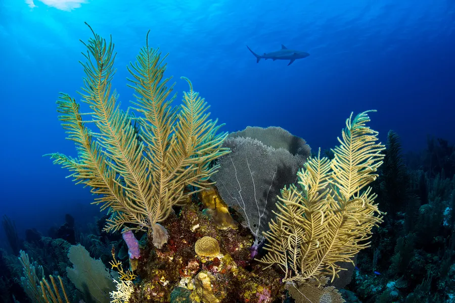 Coral Reef Background