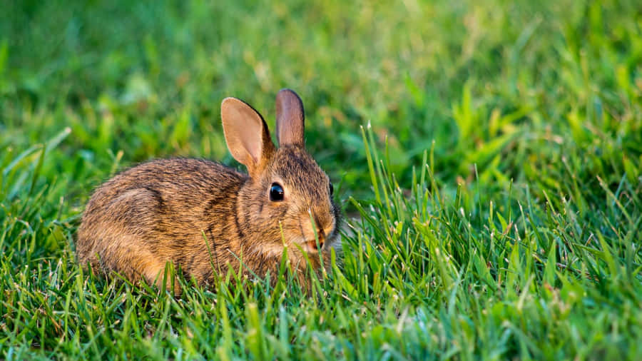 Coelho Cottontail na Grama.jpg