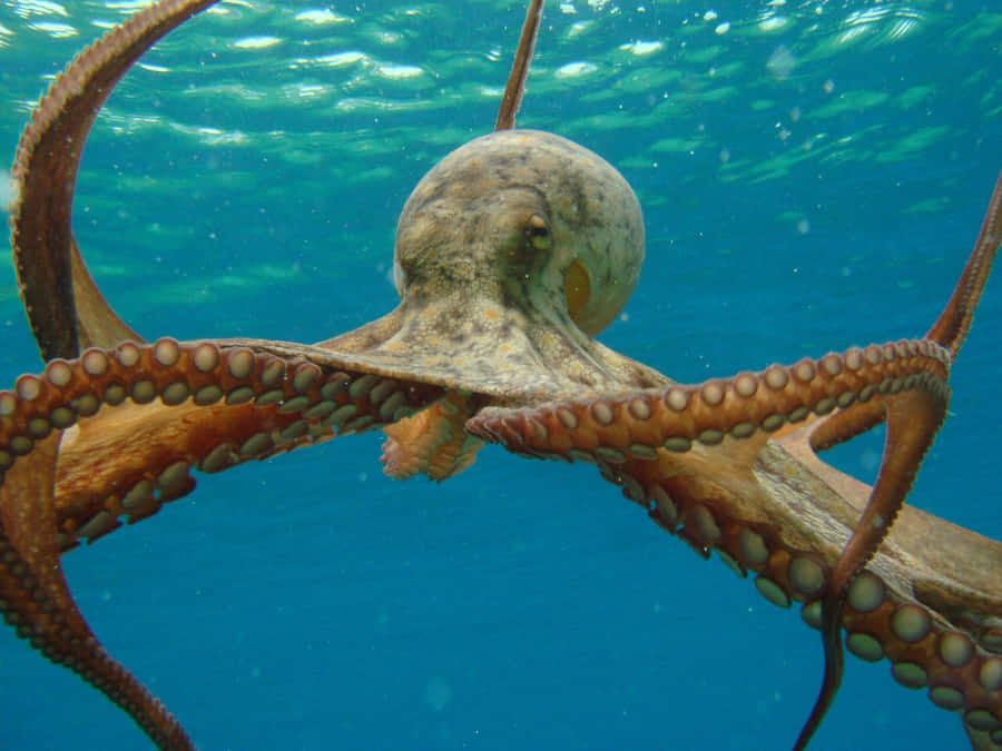 Riesiger Pazifischer Oktopus schwimmt