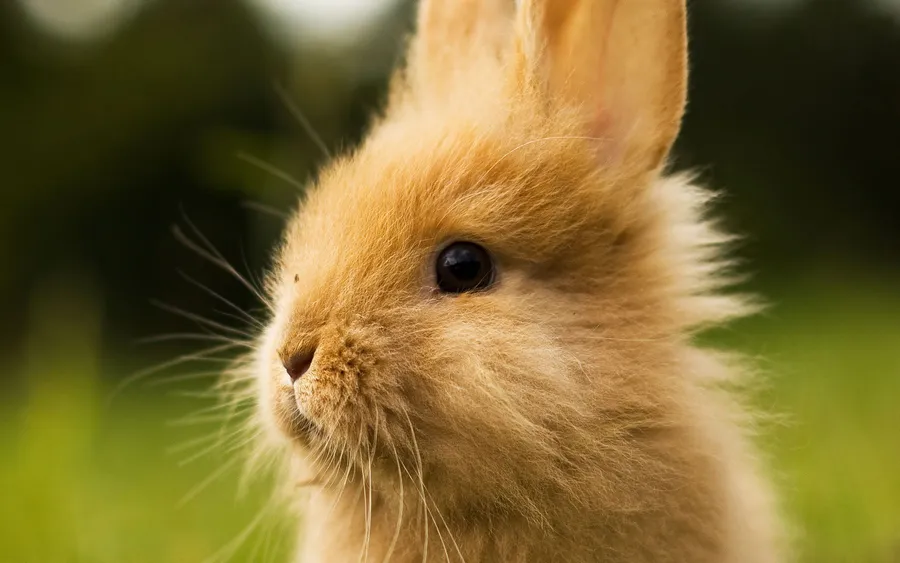 Bunny background