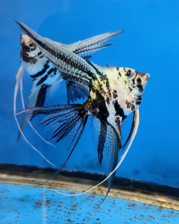 Peixe Anjo Majestoso em Aquário