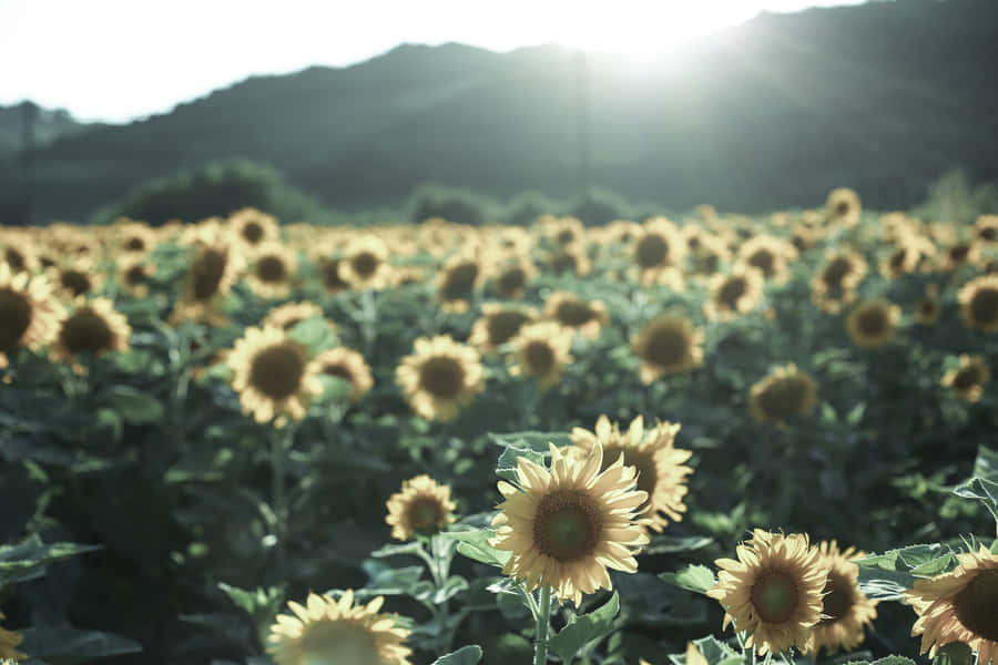 Sonnendurchflutetes Sonnenblumenfeld Sommer Ästhetik
