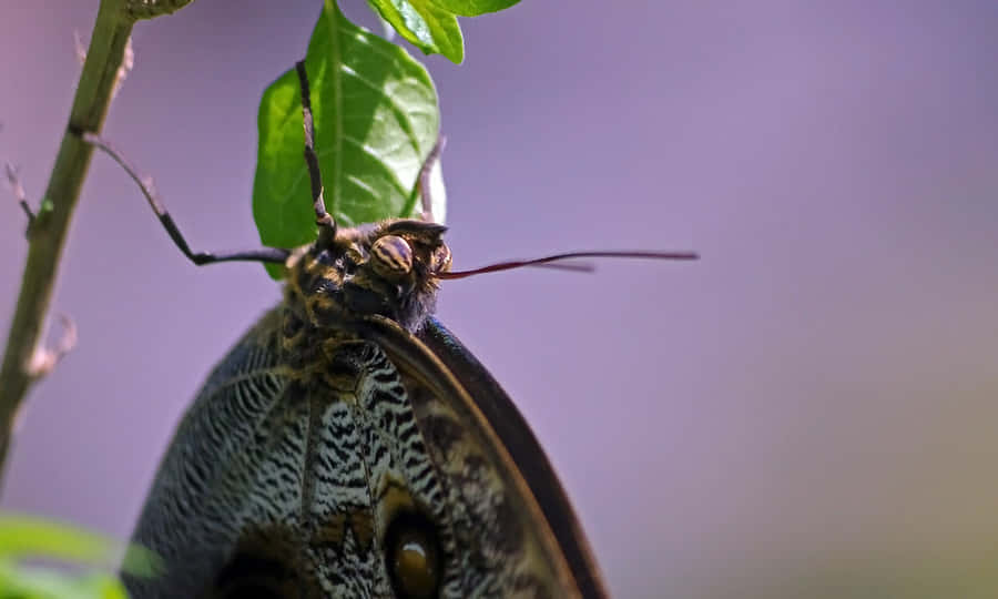 Njutav naturens skönhet på Butterfly Zoo.