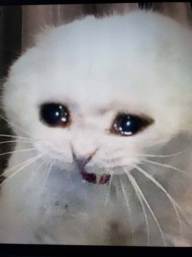 Sort hvid grædende kat billed tapet