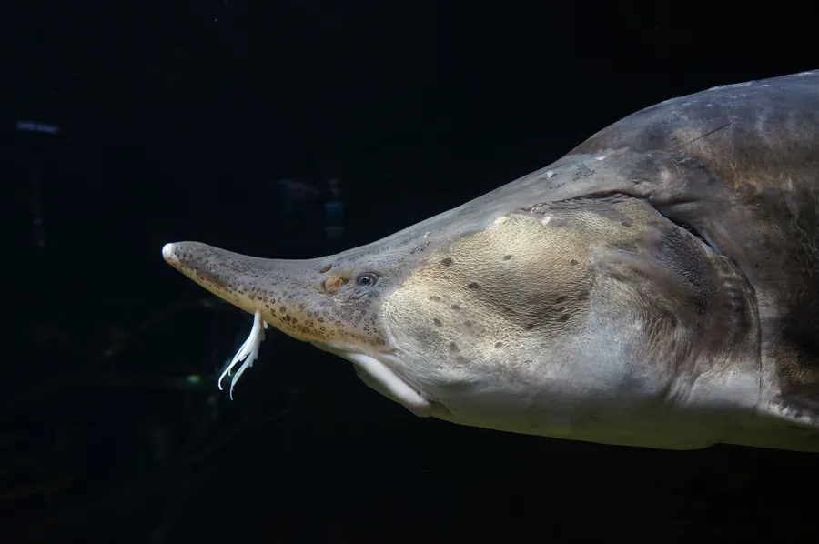 Sturgeon Fish Face