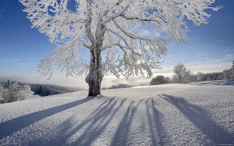 Frozen Tree Winter Desktop