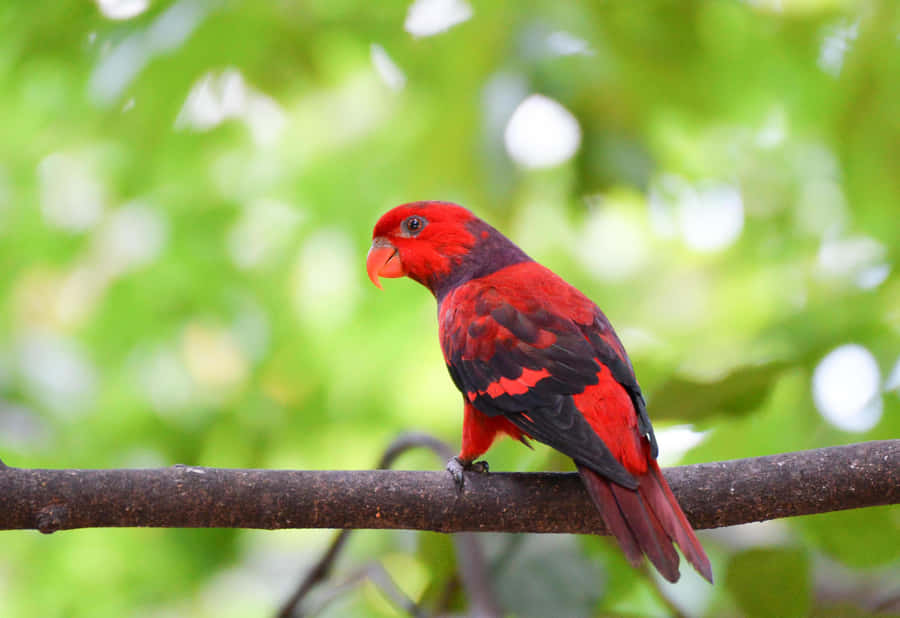 Lorião Vermelho em um Galho