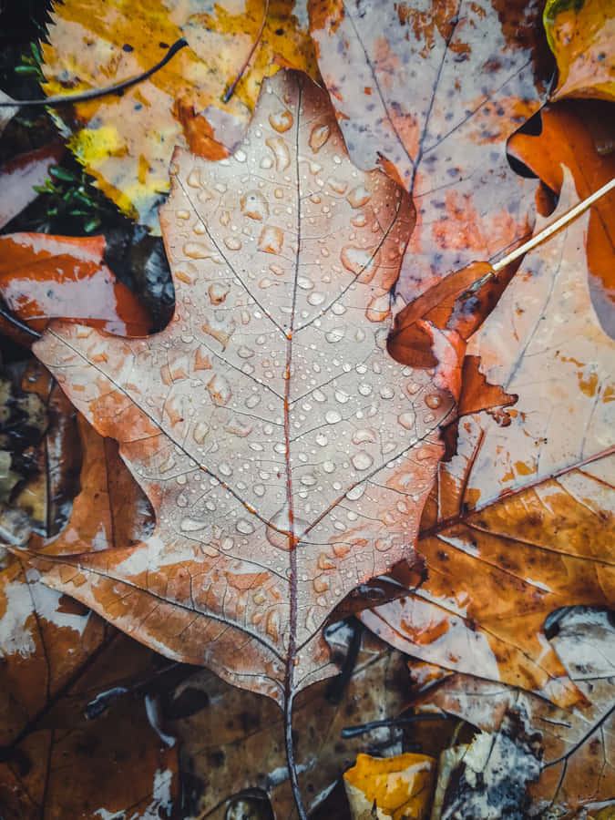 Unapasseggiata serena sotto la pioggia d'autunno.