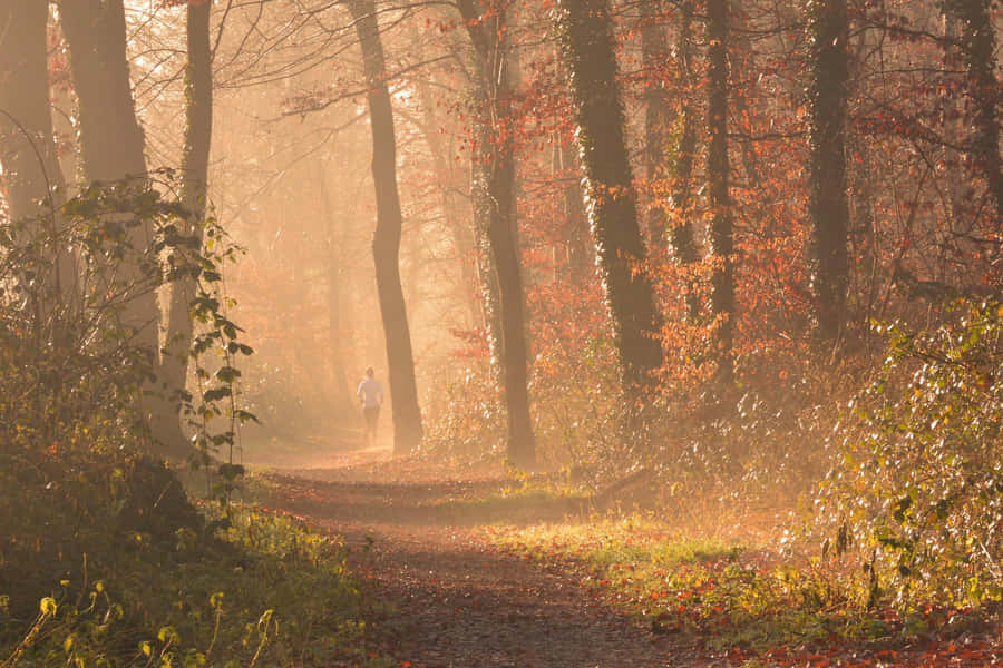 Nebeliger Herbstmorgen Spaziergang.jpg