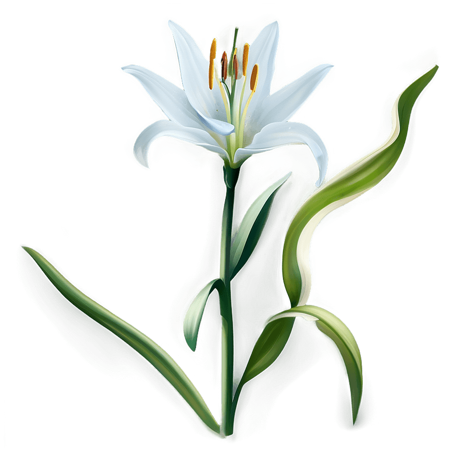 White Lily Bud PNG 76