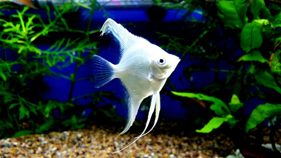 Aquário com Peixe Anjo Branco Elegante
