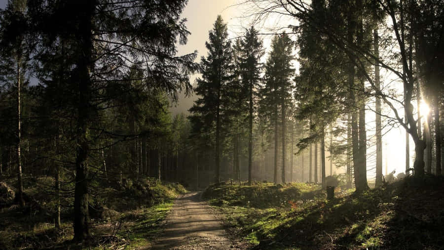 Pine Tree Background