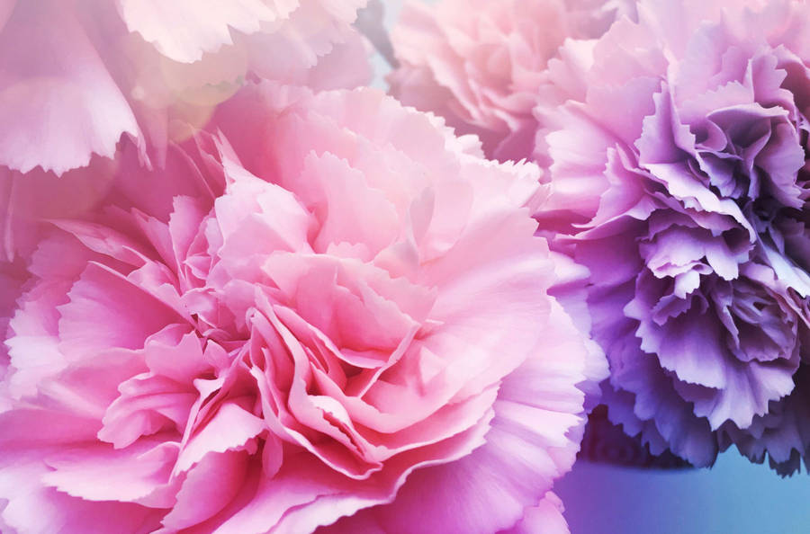 Download Pink And Purple Carnation Wallpaper Wallpapers Com