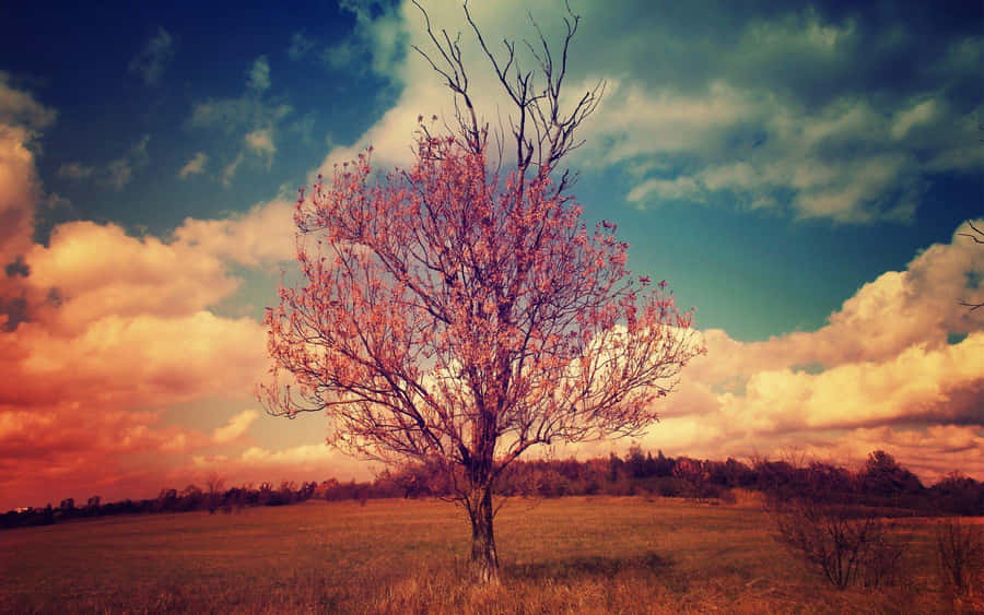 Pinterest Background
