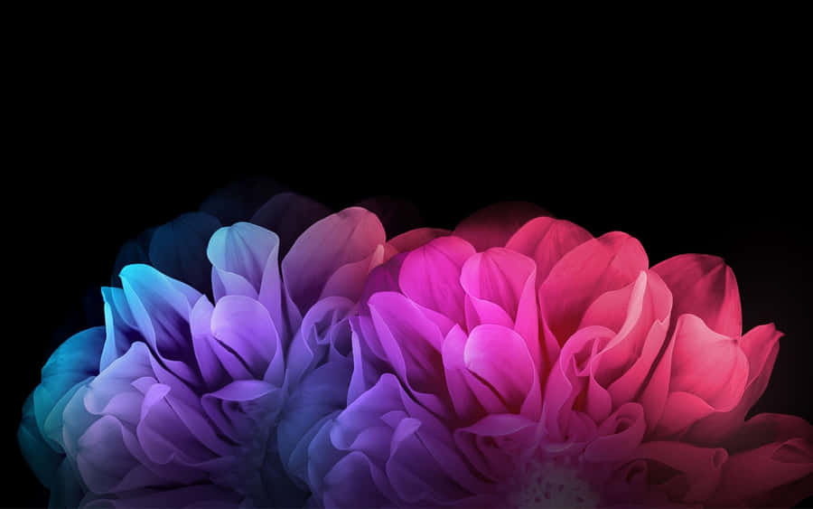 Fiori Vibranti Contro Sfondo Nero
