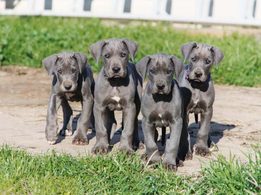 Trêsfilhotes de Dogue Alemão cheios de fofura e amor.