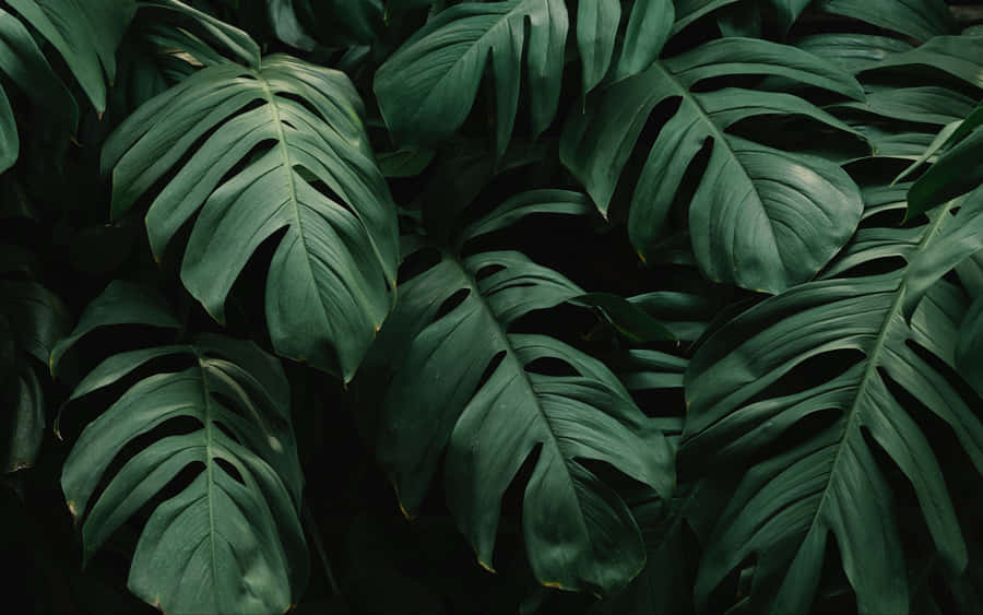plants background