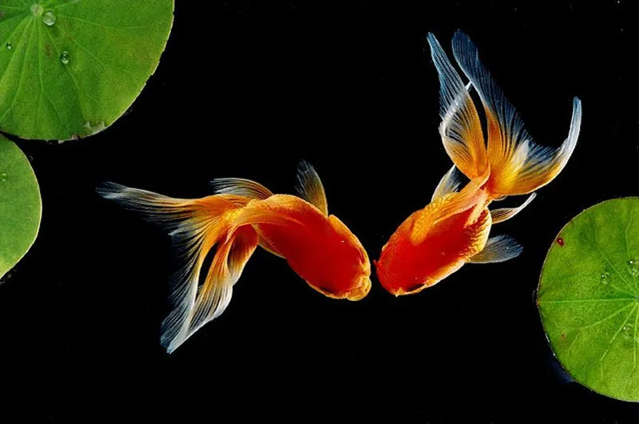 Goldfish background