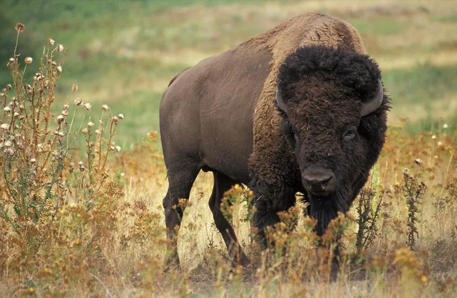 Buffalo background