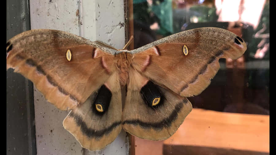 Polyphemus-Motte ruht auf Fenster