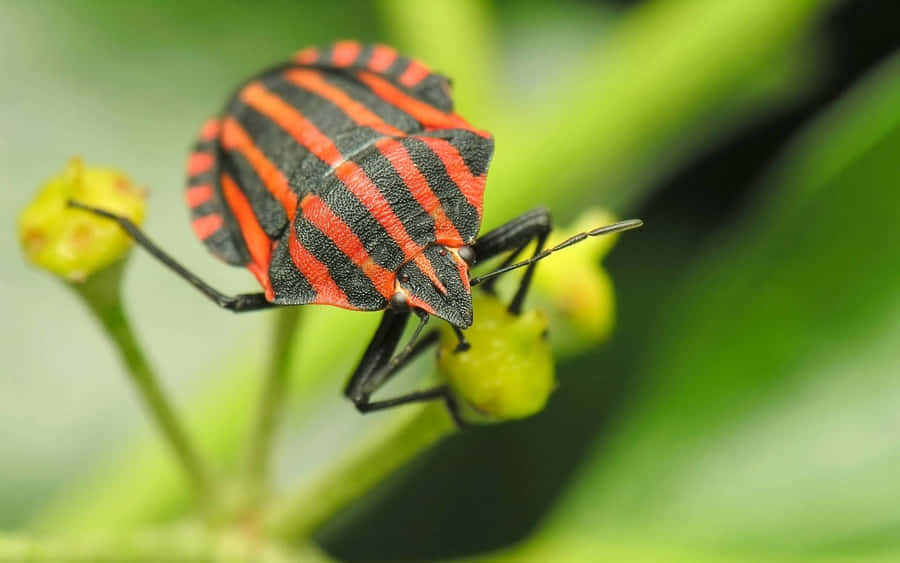 Insetto Puzzolente Striato su una Pianta