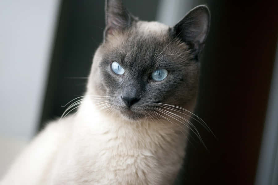 ThaiBlå Kat 960 x 640 baggrundsbillede