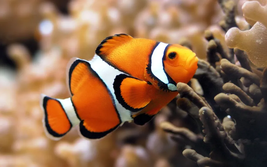 Hd Fish Background
