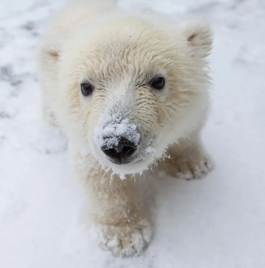 Bear pictures