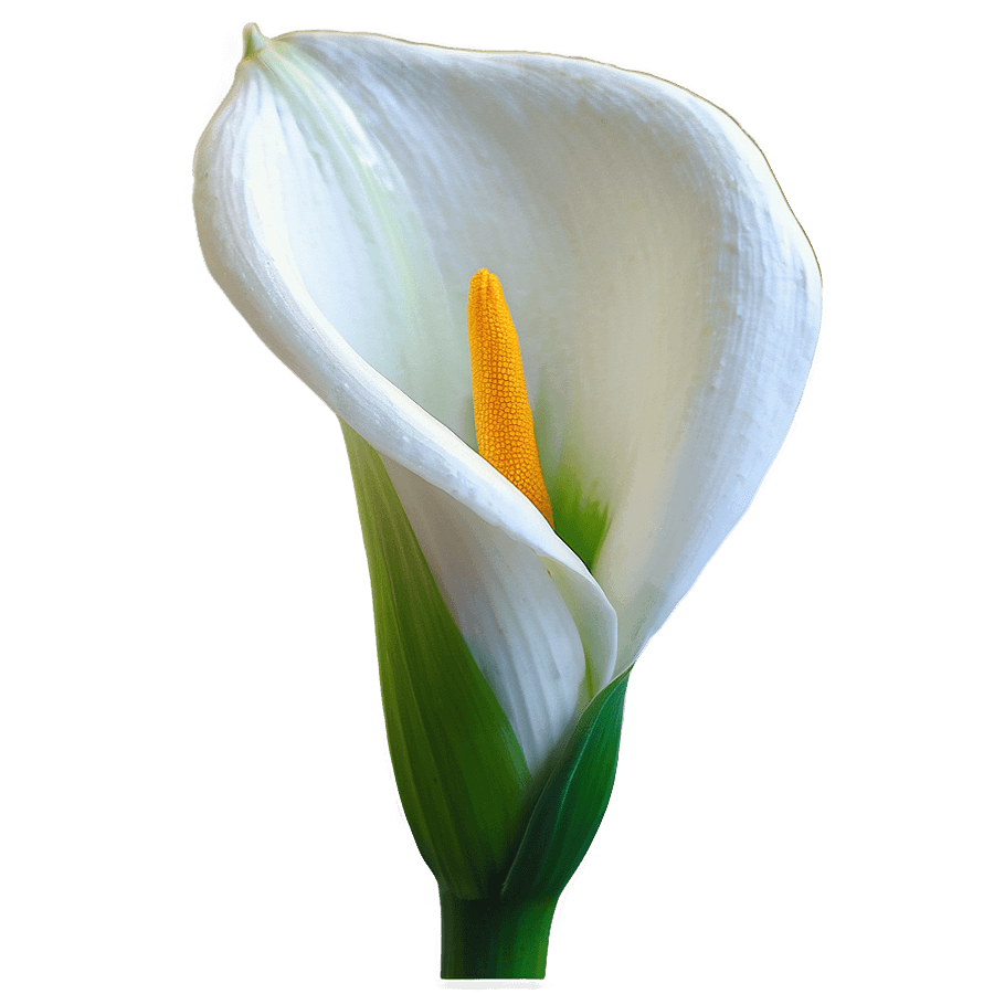 Calla Lily Majesty PNG qgt60
