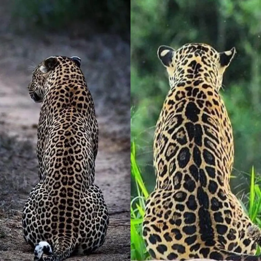 Leopard pictures