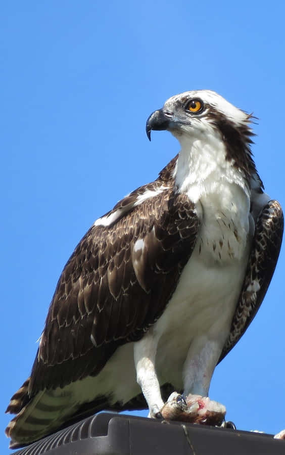 Majestoso Águia-Pescadora em Céu Azul