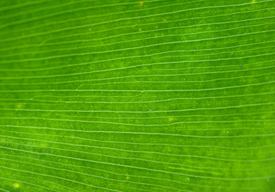 GrüneTexture 2885 x 2008 Hintergrund