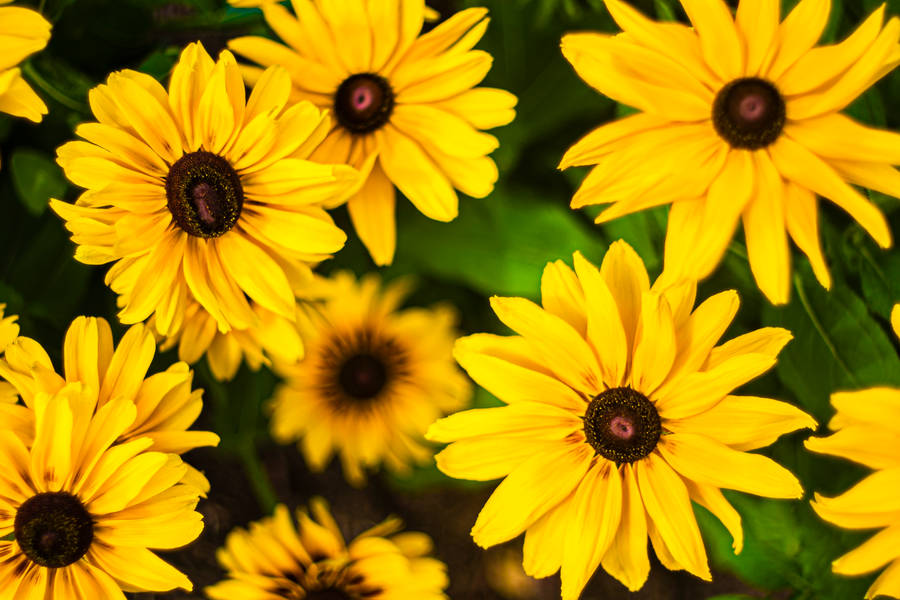yellow petaled flower