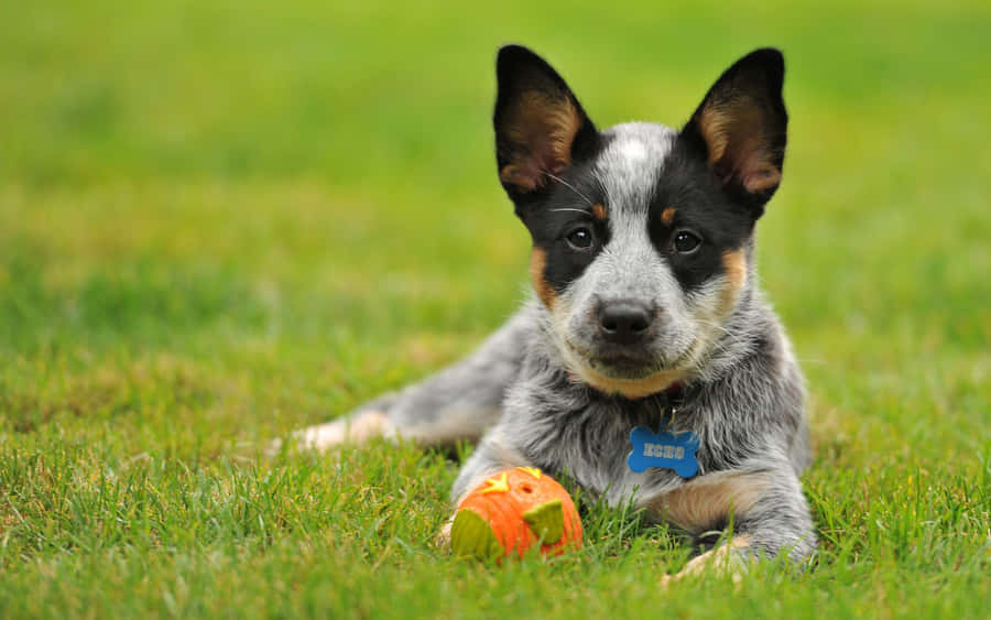 umfilhote de blue heeler deitado na grama com um brinquedo