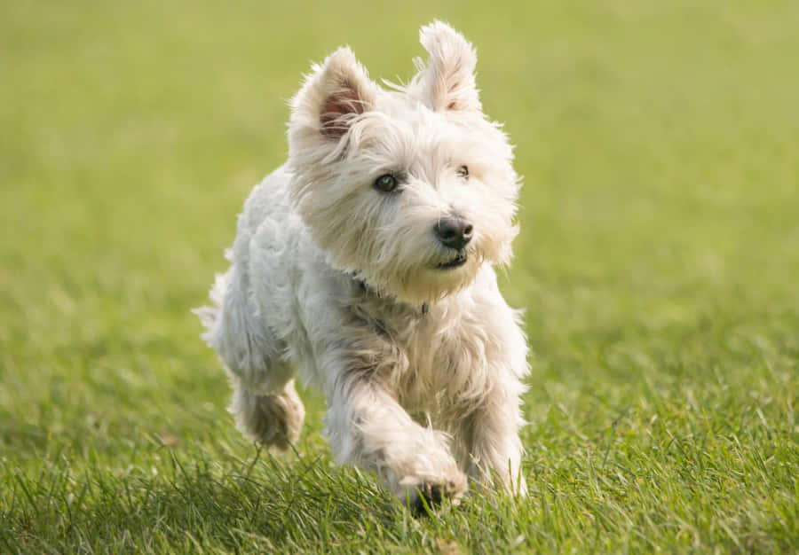 Sødterrier hund nyder sin leg'tid.