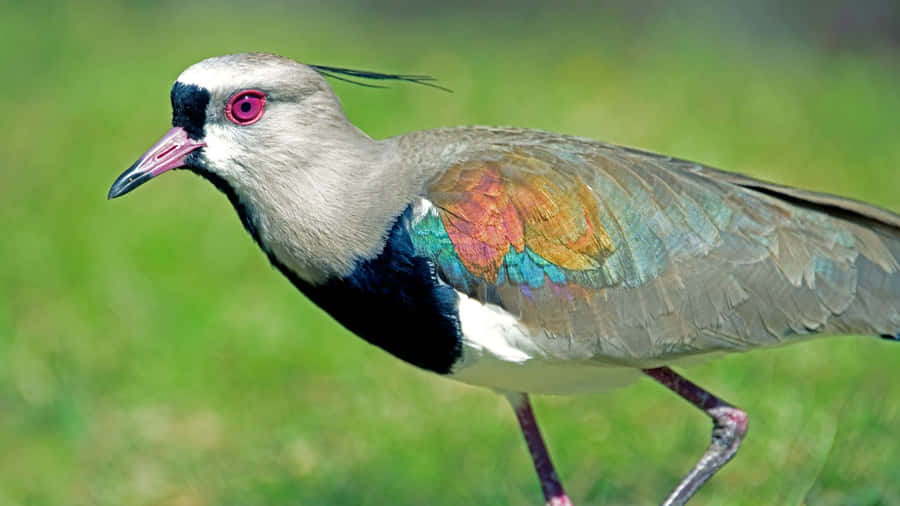 Uccello Lapwing Colorato che Cammina sull'Erba