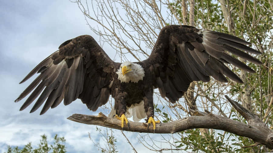 American Eagle