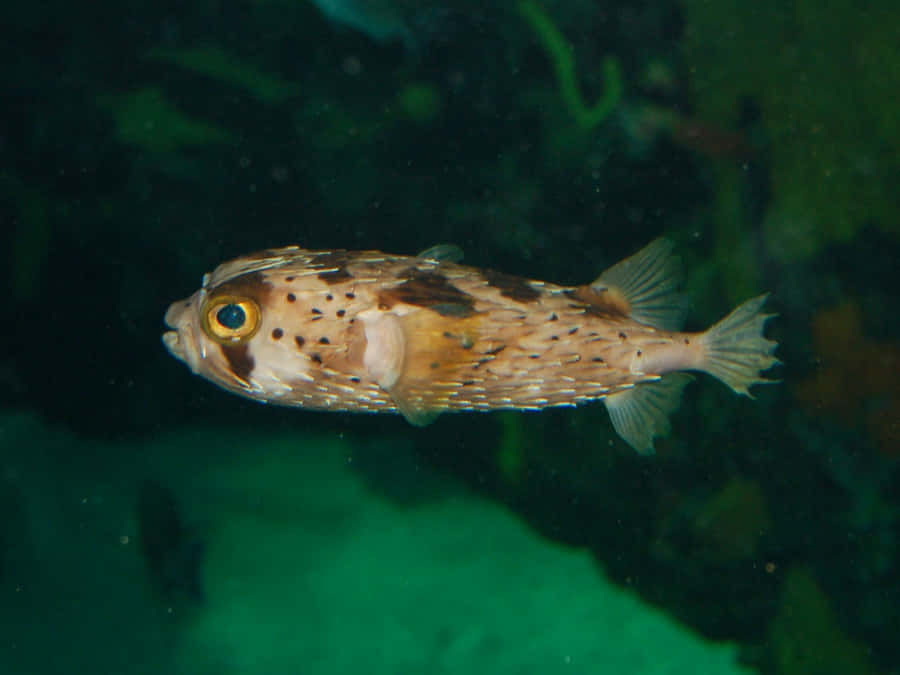 Pesce porcospino che nuota sott'acqua.jpg