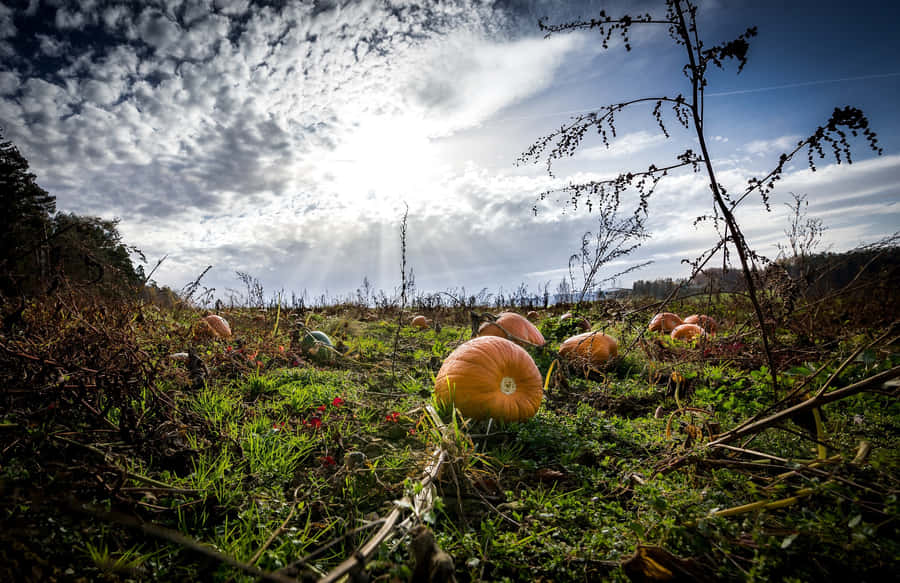 Pumpkin Patch Pictures