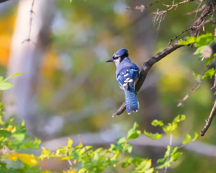 Jay Blu in Autunno