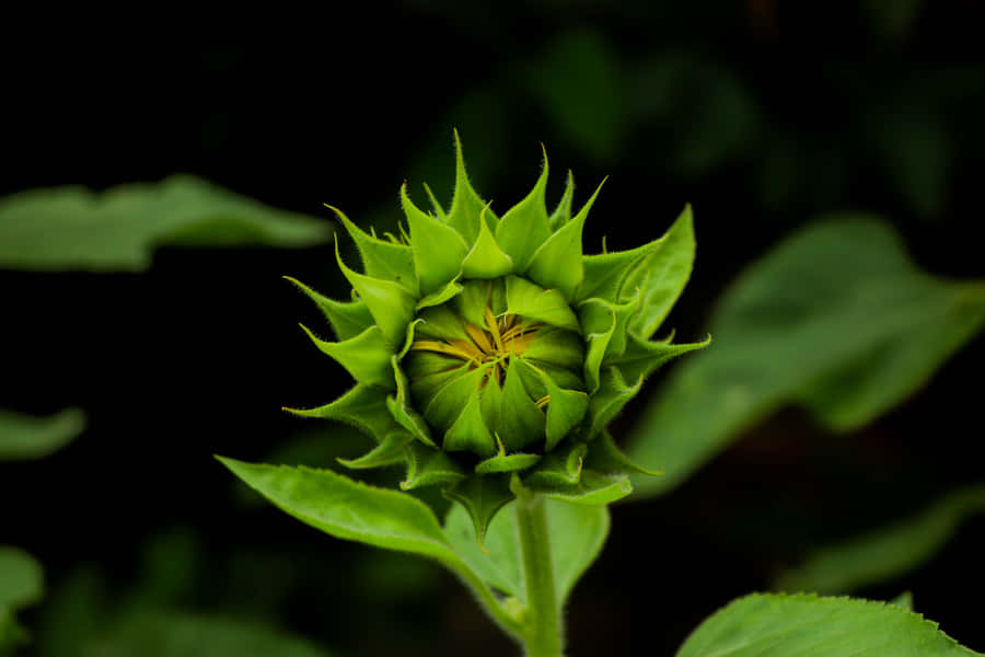 umaflor verde com o centro amarelo
