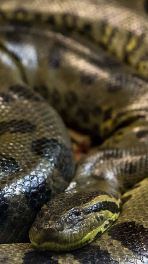 Close-up de Anaconda Verde