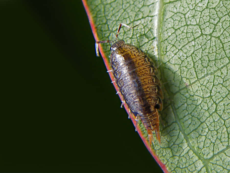 Sæbug på Blad Nærbillede